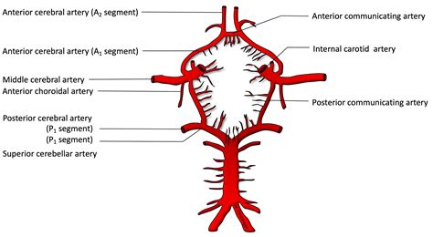 hot cross gucci anterior choroidal artery|anatomy of the choroidal arteries.